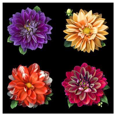 Clothworks Textiles Tina's Garden Digital 44" Dahlia Panel Y3674-55 - Sew Much